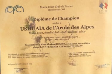 Diplôme de champion de notre Maine Coon