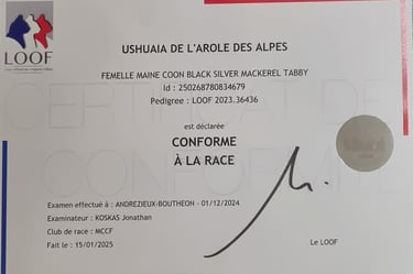 Diplôme de conformité au standar de notre Maine coon