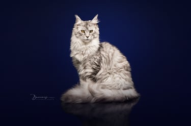 Femelle Maine coon à l'élevage Des Rives De Riss