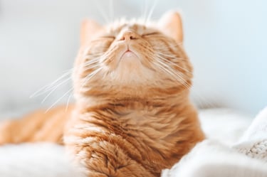 a cat laying on a blanket on a bed
