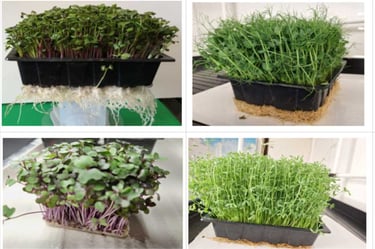 Grown without soil or artificial media