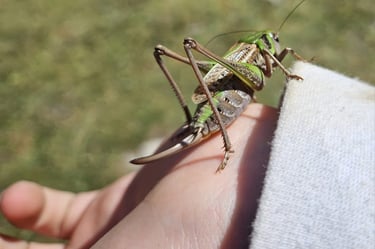 Randonnée quad "Découverte faune et flore" demi ou journée