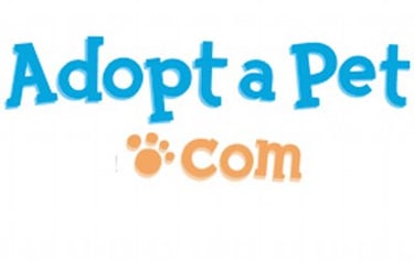 ADOPT A KITTEN 