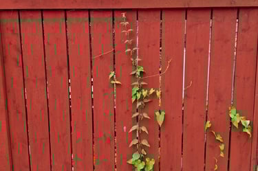 cloture en bois peinte à la peinture suédoise avec vegetation verte qui ressort entre les planches