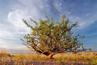 arbre à myrrhe sur fond de ciel avec des nuages