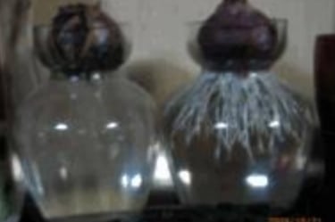Hyacinth with FuelMarble
