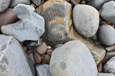 Another fossil at Kilve Beach Sommerset
