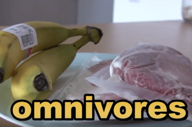 Omnivores eat plants and other animals