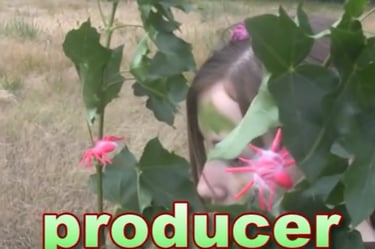 A producer is an organism that makes its own food