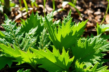 A close-up view of vibrant dandelion leaves with dew drops glistening in the sunlight.