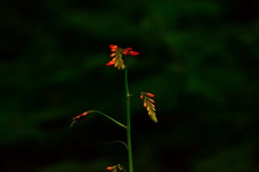 fotografia de planta con pequeñas flores rojas