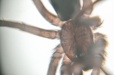 a spider spider spider spider spider spider spider spider spider spider spider spider spider spider spider