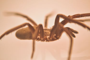 fotografia de araña hembra, especie kukulkania hibernalis