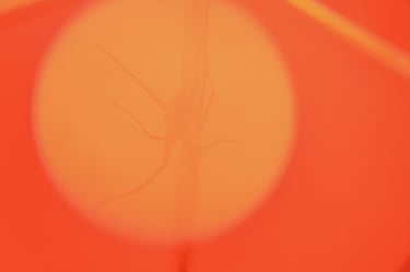 fotografia abstracta de una araña