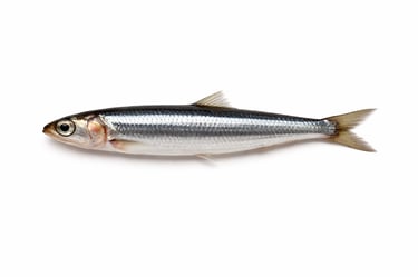 Fresh anchovy fish for bulk seafood export supply