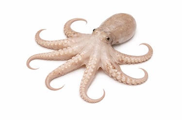 Tender baby octopus for frozen seafood export