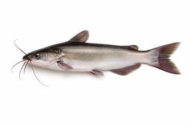 Freshwater catfish for frozen export supply