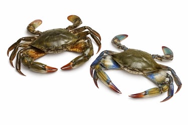 Fresh mud crab and blue crab for seafood export supply