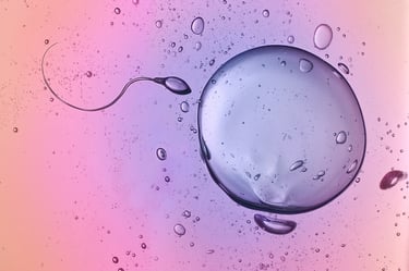 ovulation