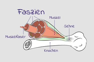 Faszien Bild