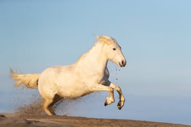 a white horse running on a sandy beach