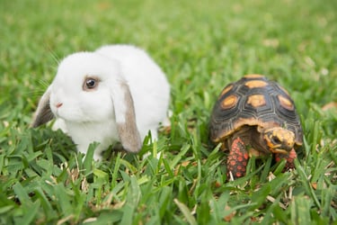 a white rabbit and a tortoise on grass