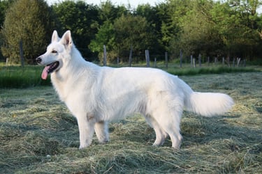 Doom Berger Blanc Suisse White Swiss Shepherd