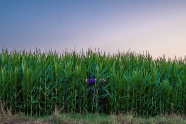 Man in a pup mask hiding in the corn plants.