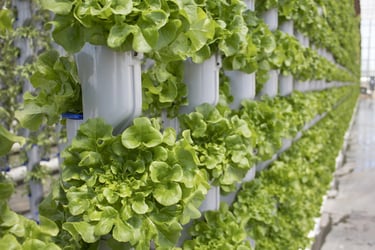 hydrophonics