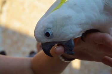 unwanted bird behaviour