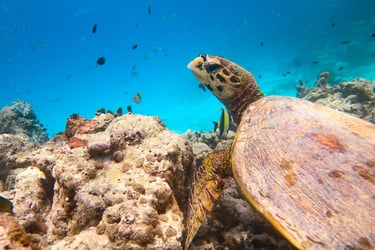 One & Only Reethi Rah Maldives house reef snorkelling