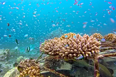 Baros Maldives house reef snorkelling