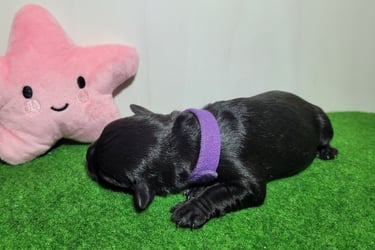 Bébé Schnauzer qui dort