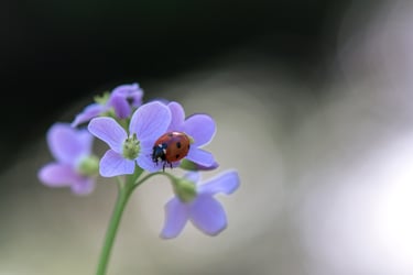 a ladybug ladybug ladybug ladybug ladybug