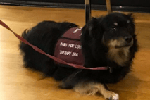 a dog wearing a vest and a vest with a vest and a vest with a