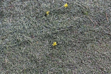 Silver Carpet 