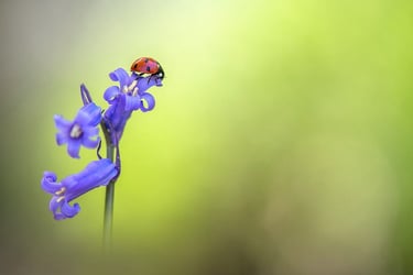 a ladybug ladybug ladybug ladybug ladybug