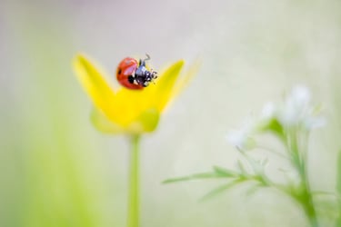 a ladybug ladybug ladybug ladybug ladybug