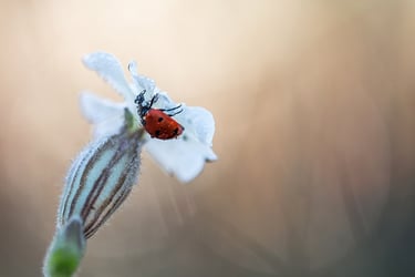 a ladybug ladybug ladybug ladybug ladybug