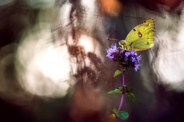 a butterfly butterfly on a flower with a blurry background