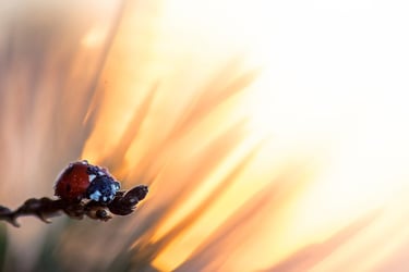 a ladybug ladybird on a branch of a tree