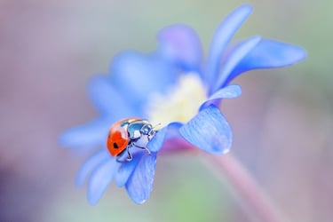 a ladybug ladybug ladybug ladybug ladybug