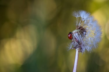 a ladybug ladybug buggy sitting on a stick