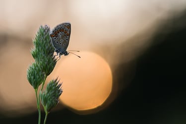 a butterfly on a plant with a sun in the background