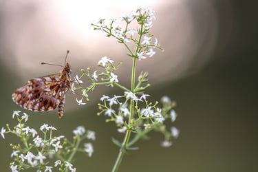 a butterfly butterfly on a flower with a blurry background
