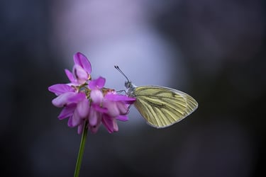 a butterfly butterfly on a flower with a blurry background