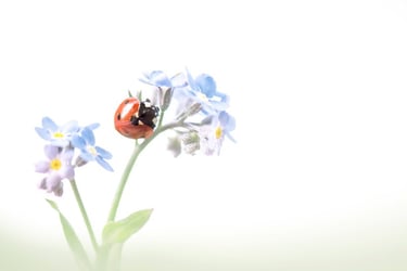 a ladybug ladybug ladybug ladybug ladybug