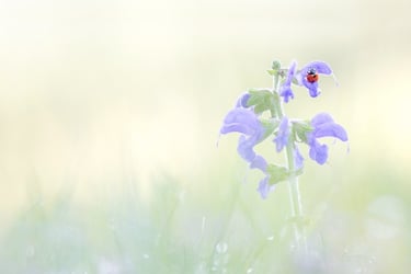 a ladybird on a flower in a field