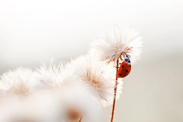 a ladybug ladybug ladybug ladybug ladybug