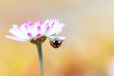 a ladybug ladybug ladybug ladybug ladybug